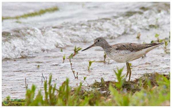 Greenshank