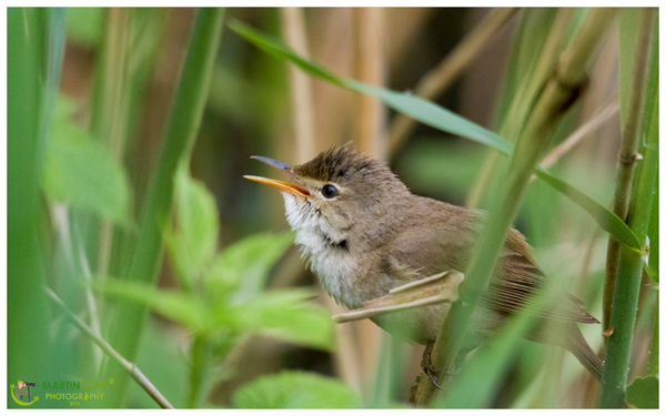 Reed Warbler