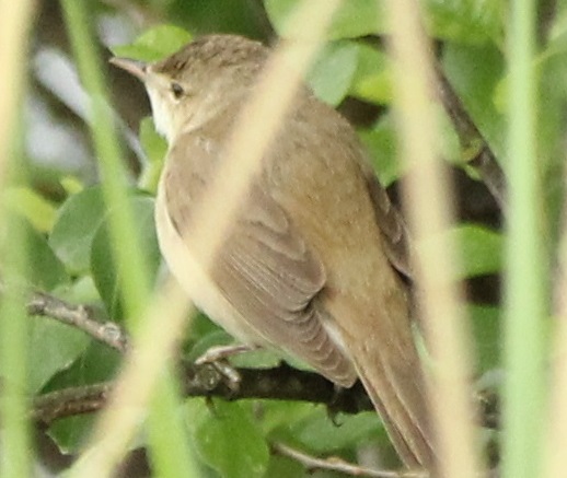 Marsh Warbler