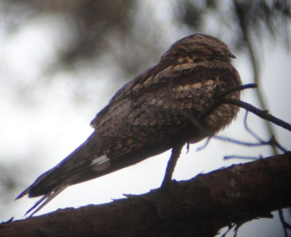 Nightjar