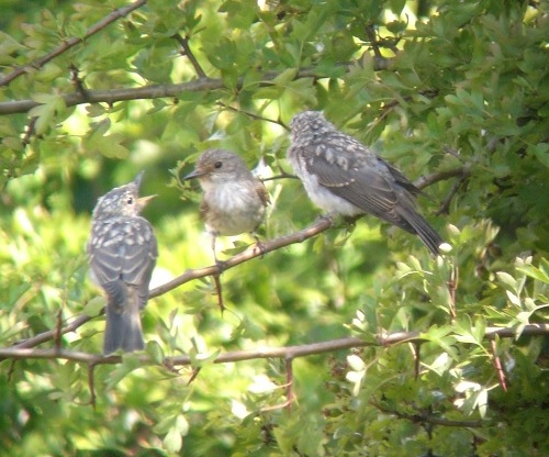 Spotted Flycatcher