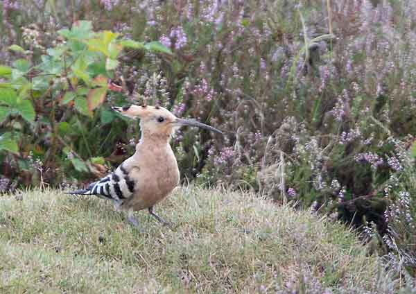 Hoopoe