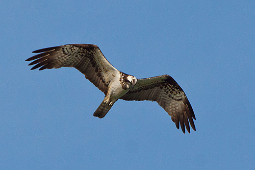 Osprey