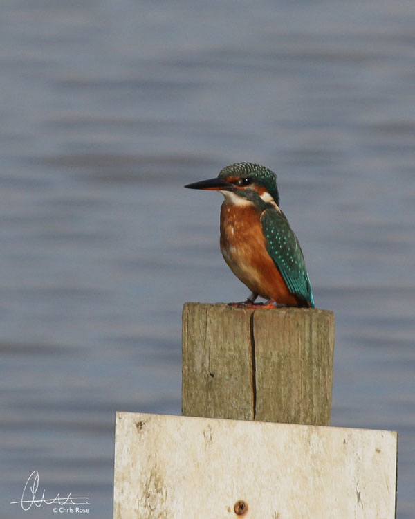 Kingfisher