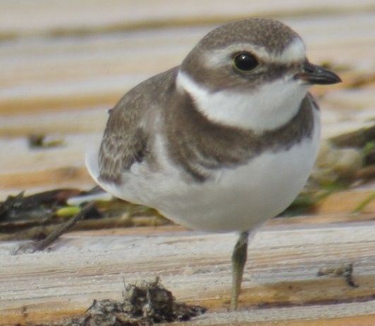 Semipalmated Plover