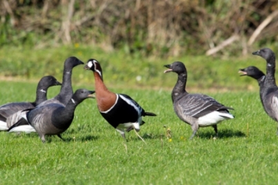 Red-breasted Goose