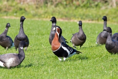 Red-breasted Goose