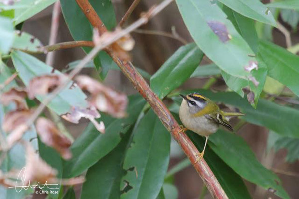 Firecrest