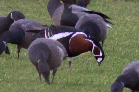 Red-breasted Goose