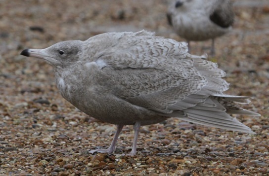 Glaucous Gull