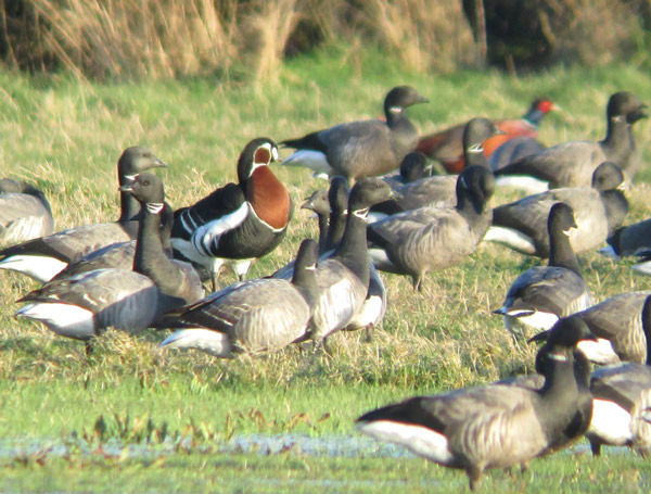 Red-breasted Goose