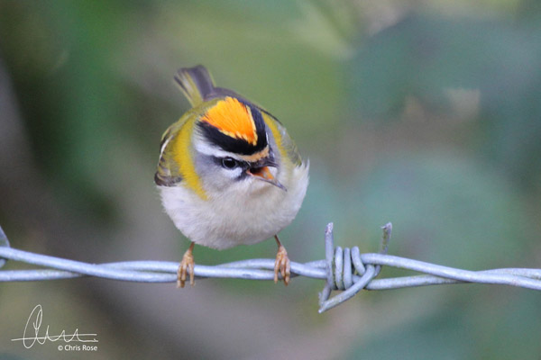 Firecrest