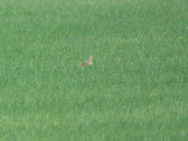 Dotterel