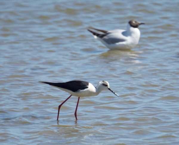 Black-winged Stilt