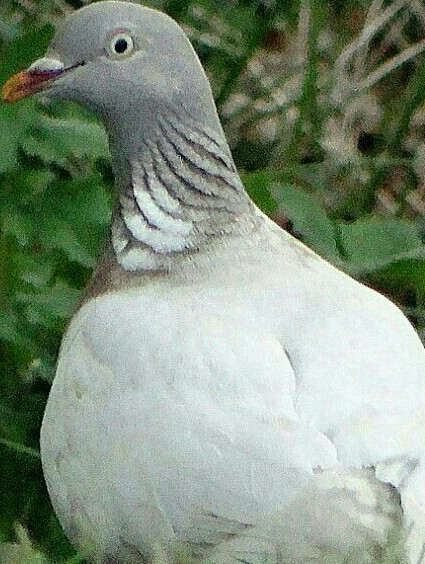 Woodpigeon