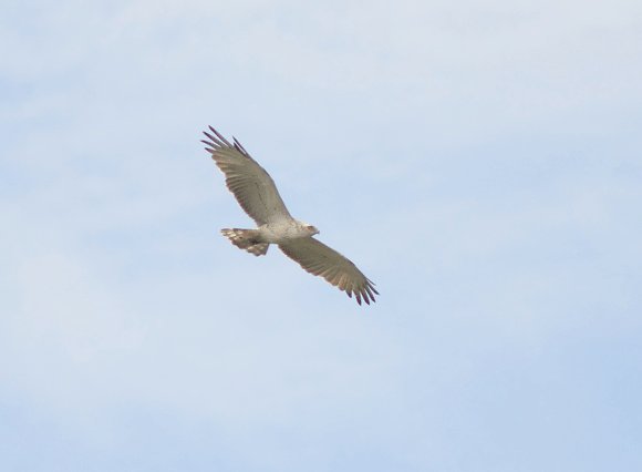 Short-toed Eagle