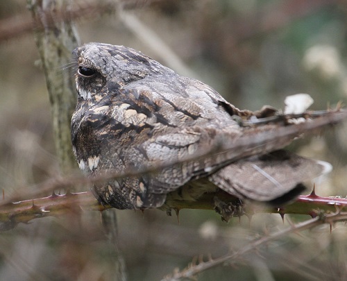 Nightjar