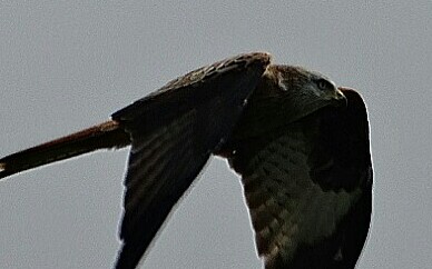 Red Kite