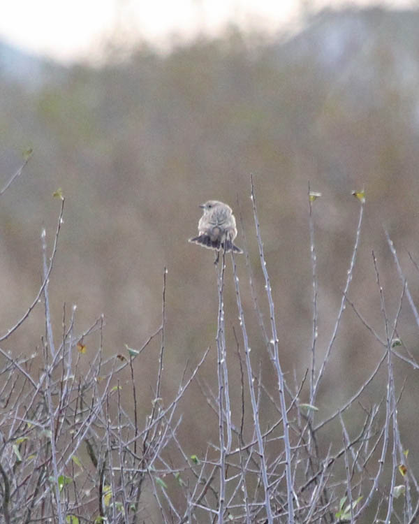 Siberian Stonechat