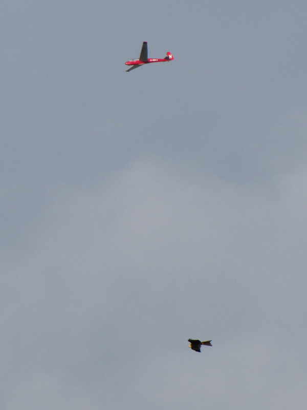 Red Kite