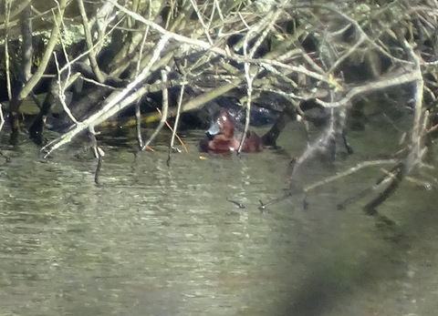 Ferruginous Duck