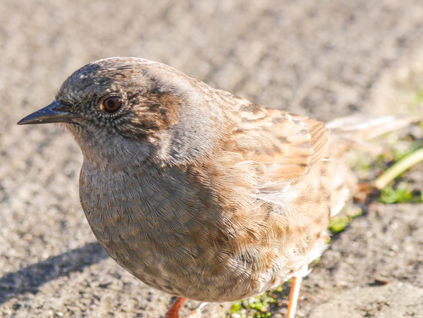 Dunnock