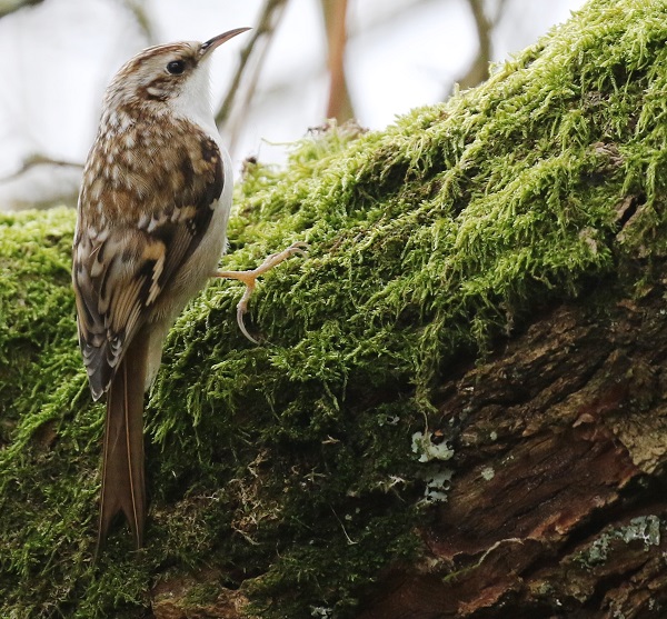 Treecreeper