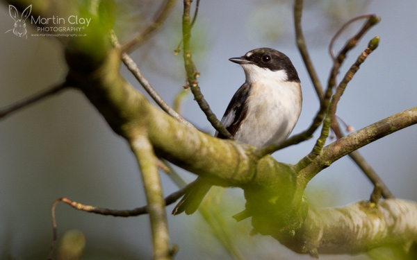 Pied Flycatcher