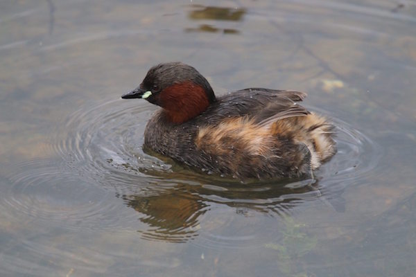 Little Grebe