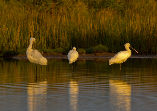 Spoonbill