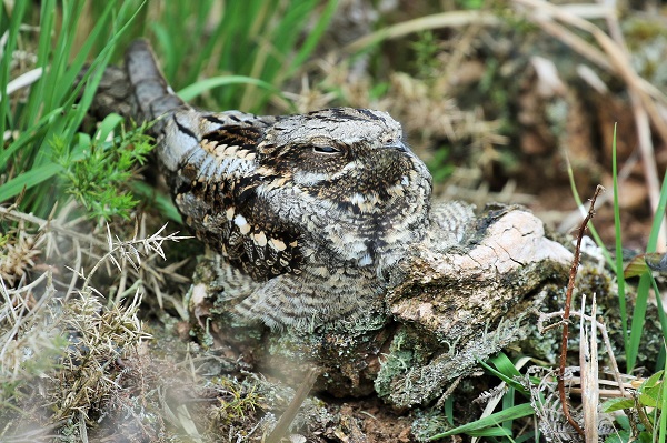 Nightjar