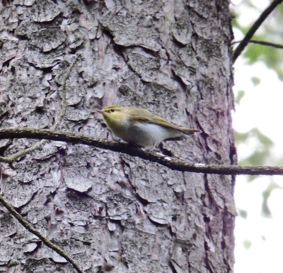 Wood Warbler