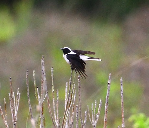 Eastern Black-eared Wheatear