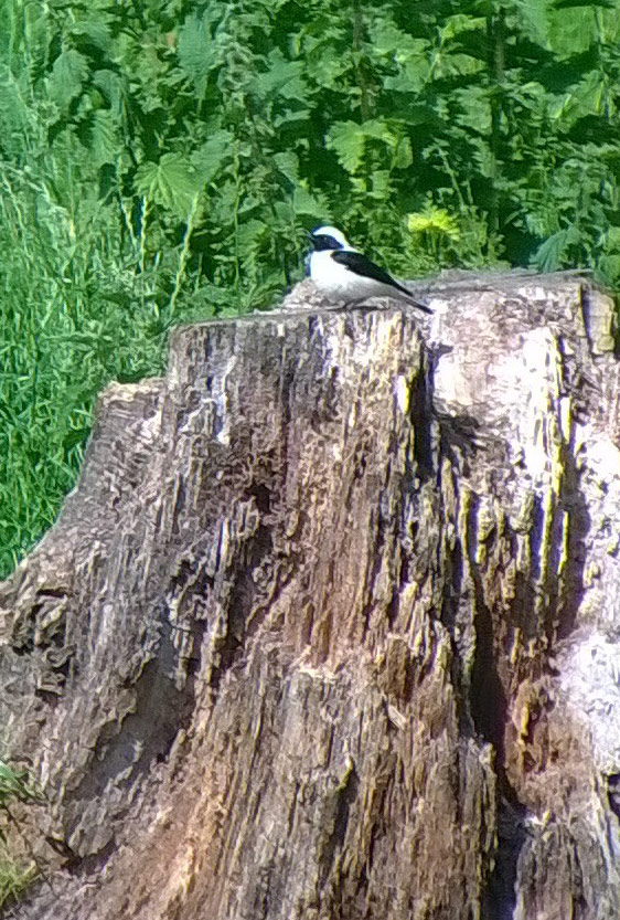 Eastern Black-eared Wheatear