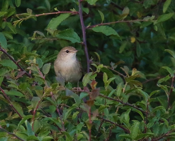 Grasshopper Warbler