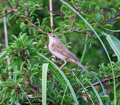 Grasshopper Warbler