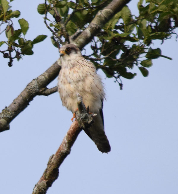 Red-footed Falcon