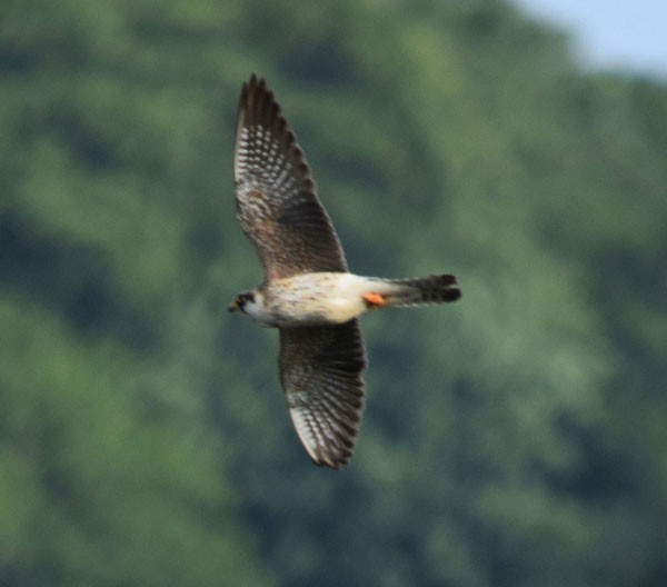 Red-footed Falcon