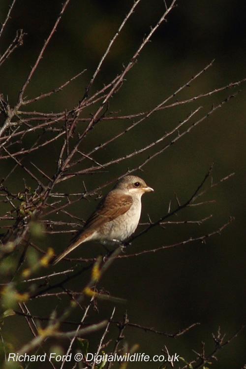 Red-backed Shrike