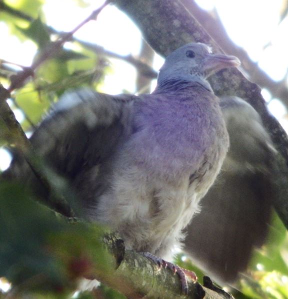 Woodpigeon