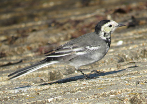 Pied Wagtail