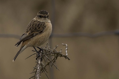 Siberian Stonechat