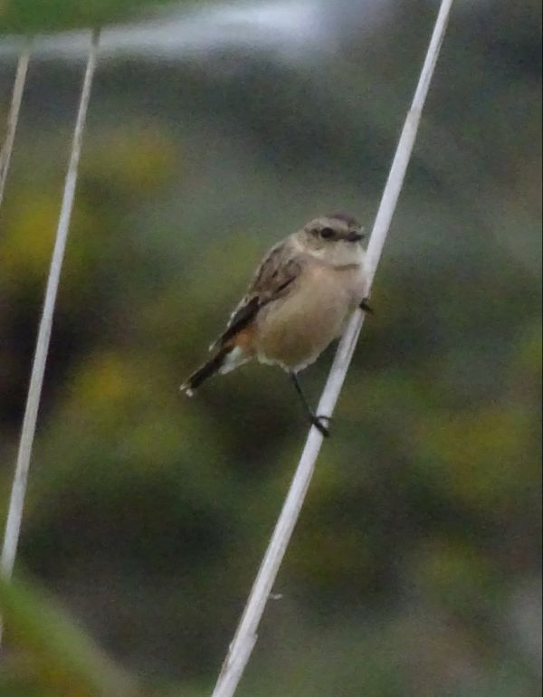 Siberian Stonechat