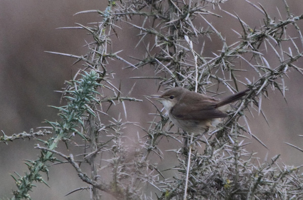 Reed Warbler