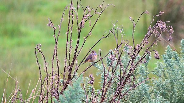 Bluethroat