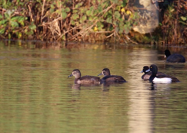 Ring-necked Duck