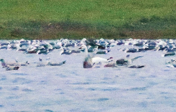 Bewick's Swan