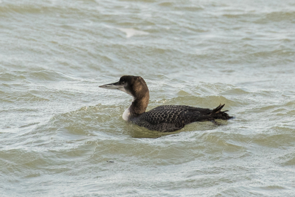 Great Northern Diver