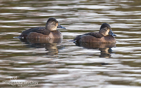 Ring-necked Duck