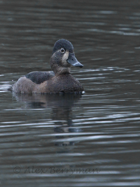 Ring-necked Duck